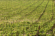 vineyards