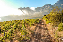 vineyards