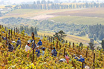 people harvesting grapes in vineyards