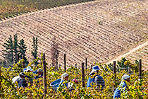 people harvesting grapes in vineyards