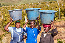 people harvesting grapes in vineyards