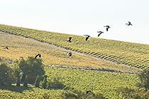 vineyards