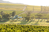 vineyards