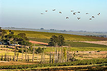 vineyards