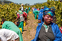 people harvesting grapes in vineyards