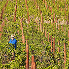 people harvesting grapes in vineyards