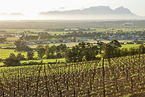 vineyards