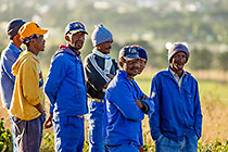 people harvesting grapes in vineyards
