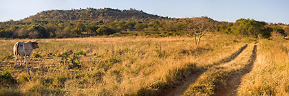 farm track & cow