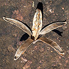 Entandrophragma caudatum | mountain mahogany tree dry fruit peeled banana like