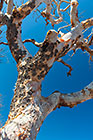 Albizia tanganyciensis | paperbark false-thorn tree