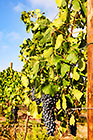 grapes on vine