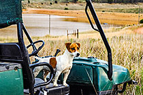 jack russel dog on ranger