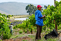 people harvesting grapes in vineyards