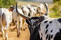 nguni cows