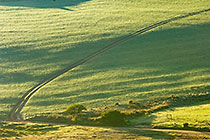 green fields