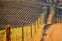 vineyards