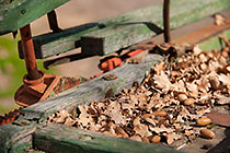 oak leaves & acorns on old carriage 