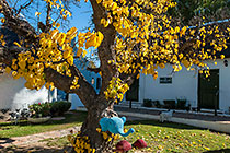 yellow leaves on tree