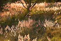 white pink grass within olive trees