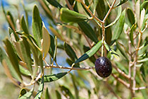 olive hanging in tree