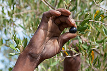 hand picking olive in tree