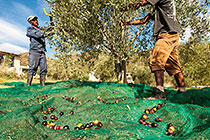 workers harvesting olive trees with net