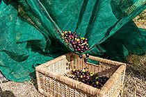olives from net to basket