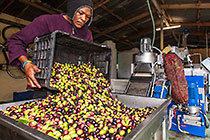 worker pooring fresh olives from basket into container 