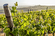 vineyards