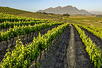 vineyards