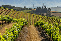 vineyards
