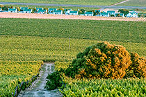 vineyards