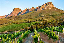 vineyards
