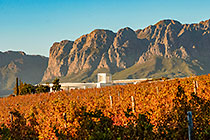 vineyards around cellar & mountains at sunset