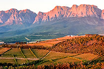 vineyards around cellar & mountains at sunset