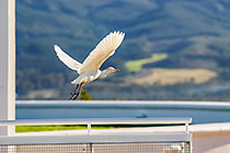 ibis bird taking off from cellar passerelle