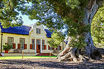 gardens : camphor tree in front of homestead