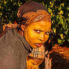 harvest Korhaan Block Feb 2011