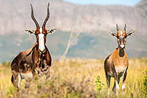 bontebok