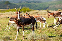 bontebok