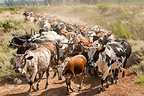 nguni cows herd