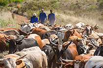 nguni cows herd