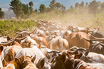 nguni cows herd