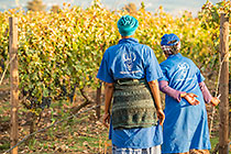 workers in vineyards