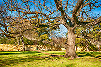 royal oak tree