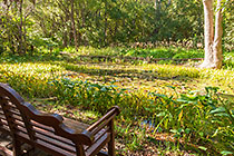 wetland garden