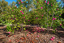 Camellia japonica | Reg Ragland| bushes with  flowers